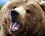 BIG BEAR