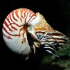 webnautilus