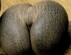 bperina